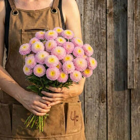 Bonita Shell Pink, Aster Seeds